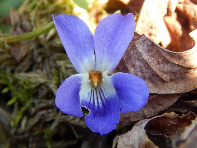 I primi fiori del 2014